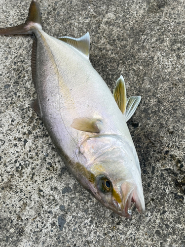 ショゴの釣果