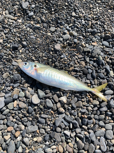 アオアジの釣果