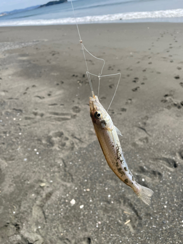 シロギスの釣果