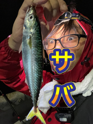 サバの釣果