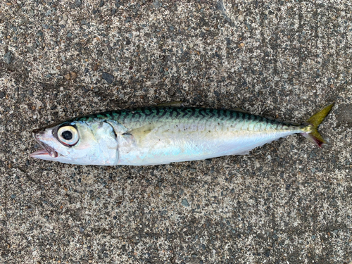 サバの釣果