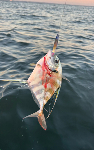 イトヒキアジの釣果