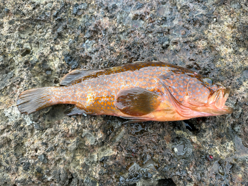 キジハタの釣果