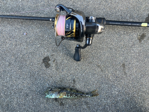 アナハゼの釣果