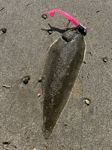 シタビラメの釣果