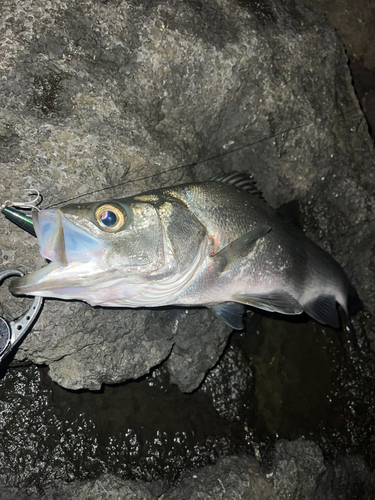 ヒラスズキの釣果