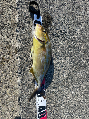 ショゴの釣果