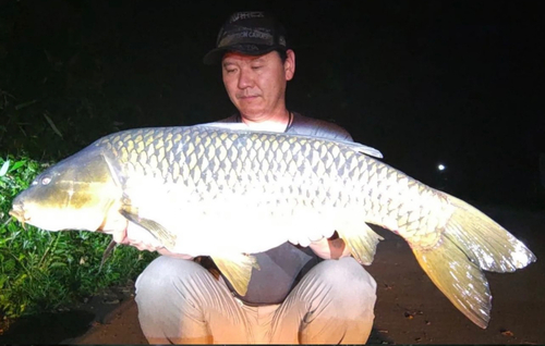 コイの釣果