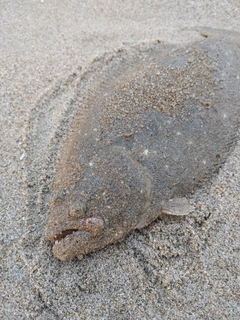 ソゲの釣果