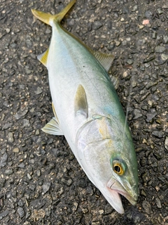 ツバスの釣果