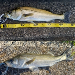 シーバスの釣果