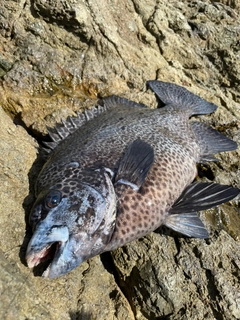 イシガキダイの釣果