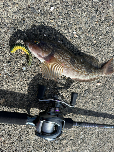 アブラコの釣果