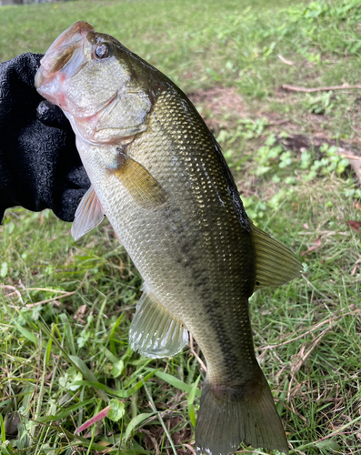 ラージマウスバスの釣果