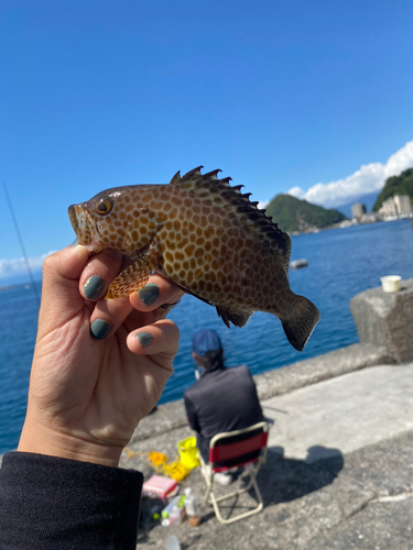 オオモンハタの釣果