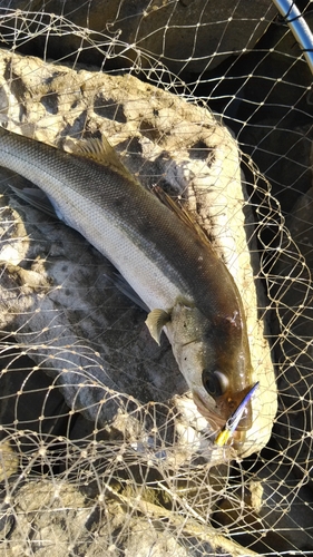 スズキの釣果