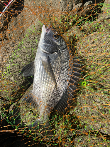 クロダイの釣果