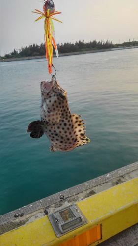 カンモンハタの釣果