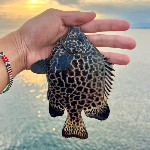 イシガキダイの釣果