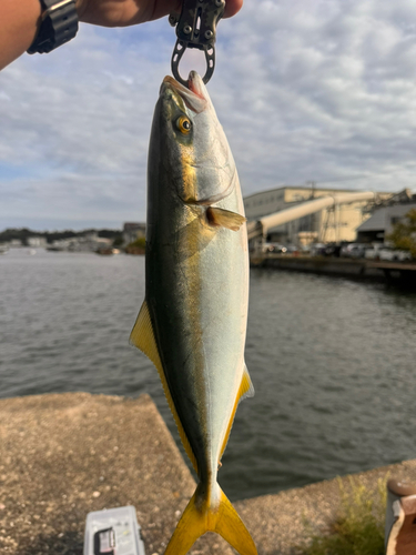 イナダの釣果