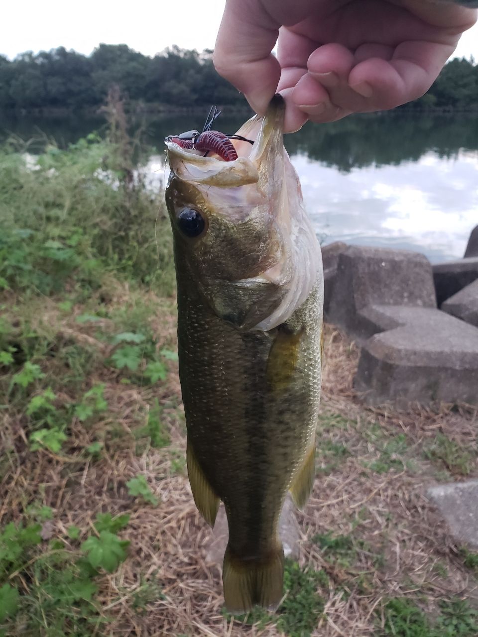 ラージマウスバス