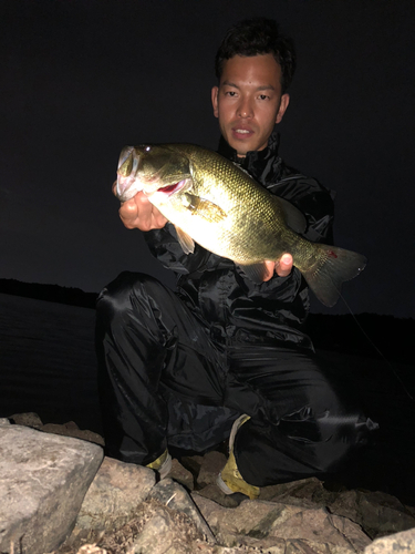 ブラックバスの釣果