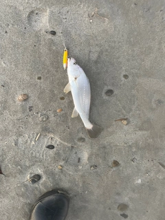 ニベの釣果