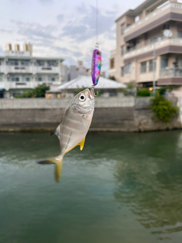 メッキの釣果