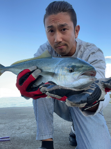 イナダの釣果