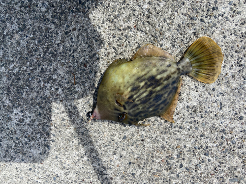 カワハギの釣果