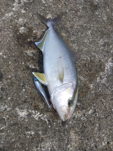 ネリゴの釣果