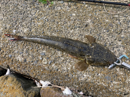 マゴチの釣果