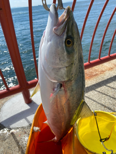 メジロの釣果