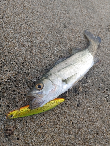 セイゴ（マルスズキ）の釣果