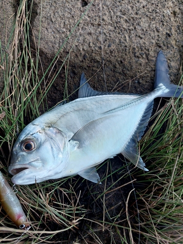 メッキの釣果