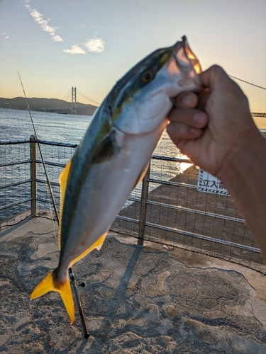 ハマチの釣果