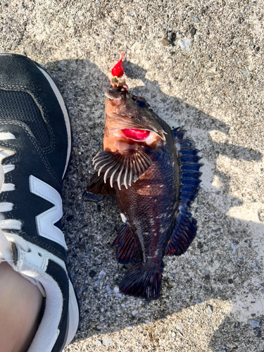 オウゴンムラソイの釣果