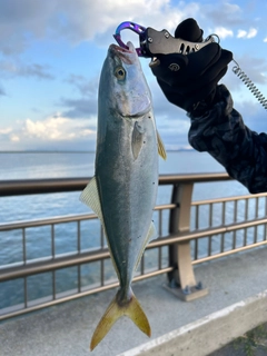 イナダの釣果