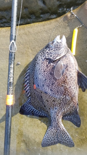 イシガキダイの釣果