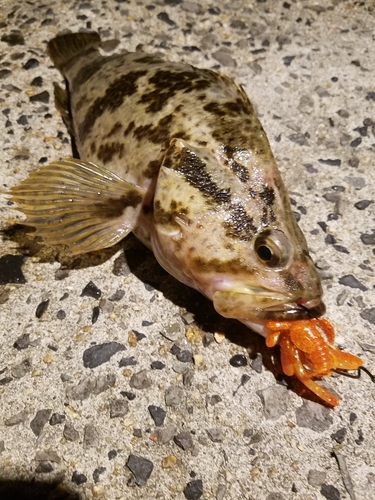 タケノコメバルの釣果