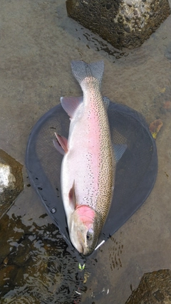 ニジマスの釣果