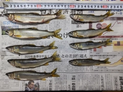 アユの釣果