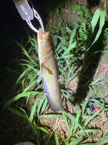 マナマズの釣果