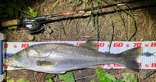 フッコ（マルスズキ）の釣果