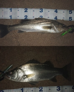 セイゴ（ヒラスズキ）の釣果