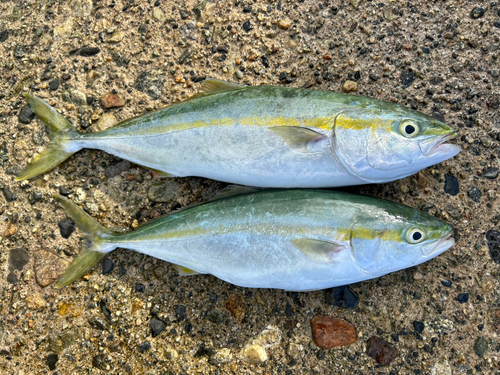 ツバイソの釣果