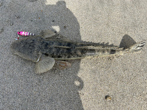 マゴチの釣果