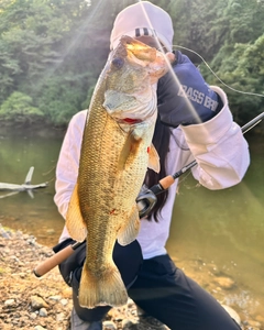 ブラックバスの釣果