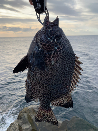 イシガキダイの釣果