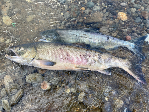 サケの釣果